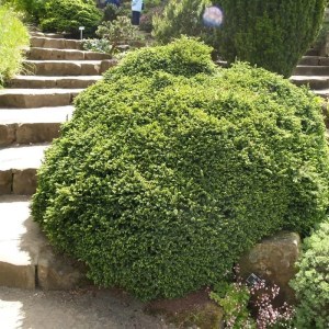 smrek,nana,zakrpatený,ihličnany,okrasné dreviny,solitérne rastliny,skalné záhony