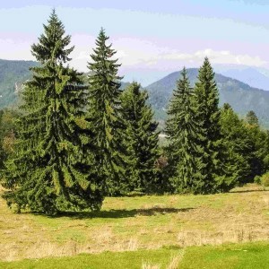 smrek obycajny, smrek obyčajný, picea abies nidiformis, picea abies, smrek, smrečok, smrečky, smreky, sadenice smreku, sadenice smreku obyčajného