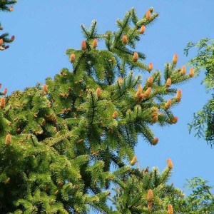 smrek obycajny 200cm, smrek obyčajný 200cm, picea abies nidiformis, picea abies, smrek, smrečok, smrečky, smreky