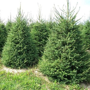 smrek obycajny, smrek obyčajný, picea abies nidiformis, picea abies, smrek, smrečok, smrečky, smreky, sadenice smreku, sadenice smreku obyčajného