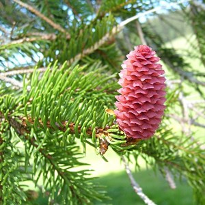 smrek obycajny 200cm, smrek obyčajný 200cm, picea abies nidiformis, picea abies, smrek, smrečok, smrečky, smreky, smrek obyčajný 180-200cm