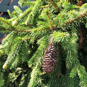 smrek obyčajný acrocona, picea abies acrocona, smrek acrocona, picea acrocona