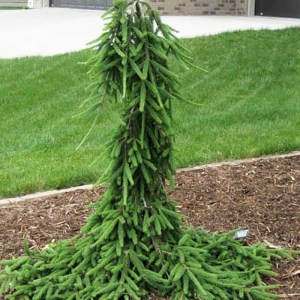 smrek,frohburg,ihličnany,previslé stromy,okrasné dreviny,solitérne rastliny