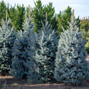 smrek pichľavý, smrek pichľavý glauca, strieborná jedlička, picea pungens glauca, smrek 125-150cm, smrek v kvetináči, smrek v črepníku