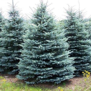 smrek pichľavý, smrek pichľavý glauca, strieborná jedlička, picea pungens glauca, smrek 80-100cm, smrek v kvetináči 80-100cm, smrek v črepníku