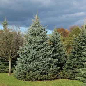 smrek pichľavý, smrek pichľavý glauca, strieborná jedlička, picea pungens glauca, smrek 125-150cm, rezaný smrek, rezaný smrek 125-150cm