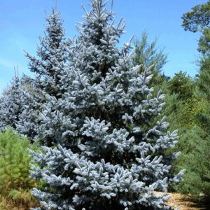 smrek pichľavý, smrek pichľavý glauca, strieborná jedlička, picea pungens glauca, smrek 80-100cm, smrek v kvetináči 80-100cm, smrek v črepníku