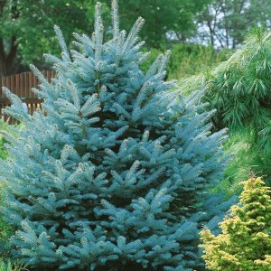 smrek,fat albert,ihličnany,modré ihličnany,okrasné dreviny,solitérne stromy