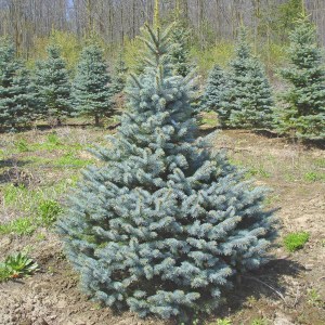 smrek pichľavý, smrek pichľavý glauca, strieborná jedlička, picea pungens glauca, smrek pichľavý 180-200cm