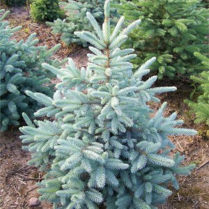 smrek pichľavý, smrek pichľavý glauca, strieborná jedlička, picea pungens glauca, smrek 175-200cm