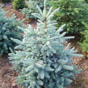 smrek pichľavý, smrek pichľavý glauca, strieborná jedlička, picea pungens glauca, smrek 175-200cm