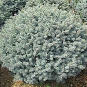 Smrek pichľavý Glauca Globosa. Picea pungens Glauca Globosa