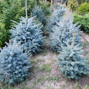 smrek pichľavý hoopsii, smrek pichľavý hoopsii, picea pungens hoopsii, picea hoopsii, smrek hoopsii 80-100cm, smrek hoopsii v kvetináči, smrek hoopsii v črepníku