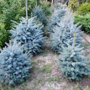 smrek pichľavý hoopsii, smrek pichľavý hoopsii, picea pungens hoopsii, picea hoopsii, smrek hoopsii 80-100cm, smrek hoopsii v kvetináči, smrek hoopsii v črepníku