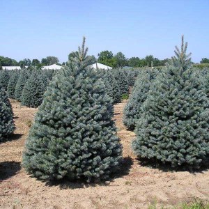 smrek pichľavý, smrek pichľavý glauca, strieborná jedlička, picea pungens glauca, smrek 80-100cm, smrek v kvetináči 80-100cm, smrek v črepníku