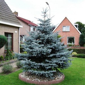 smrek pichľavý, smrek pichľavý glauca, strieborná jedlička, picea pungens glauca, smrek 320-350cm, rezaný smrek, rezaný smrek 320-350cm