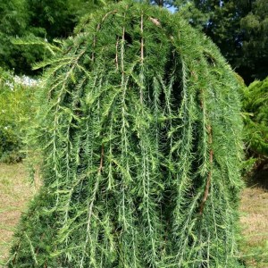 smrekovec,boring weeper,ihličnany,previslé stromy,okrasné dreviny,solitérne rastliny
