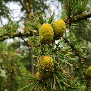 smrekovec opadavý, smrekovec opadavy, smrekovec, larix decidua, larix