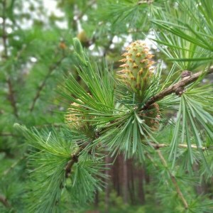 smrekovec opadavý, smrekovec opadavy, smrekovec, larix decidua, larix