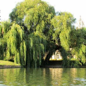 vŕba biela, smutná vŕba. salix alba tristis, vtba biela, smutna vrba, salix, salix alba, Vŕba biela, smutná vŕba 230-250cm. salix alba tristis 230-250cm