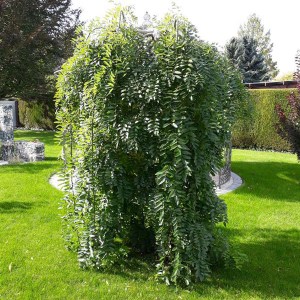 sofora japonská pendula, sofora, sofora japonská, sofora pendula