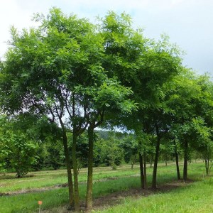 sofora japonská tvar viackmeň, sophora japonica, sofora viackmeň