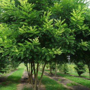 sofora japonská tvar viackmeň, sophora japonica, sofora viackmeň