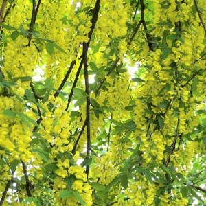 štedrec alpínsky pendulum., laburnum alpinum pendulum, štedrec alpínsky, laburnum, previsnutý štedrec