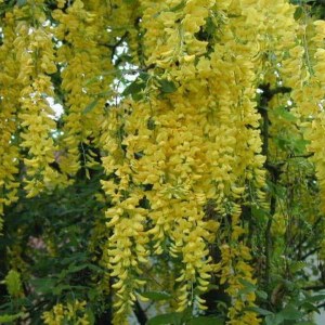 štedrec previsnutý vossii, laburnum watereri vossii, štedrec tvar guľa, štedrec previsnutý, laburnum, štedrec na kmienku