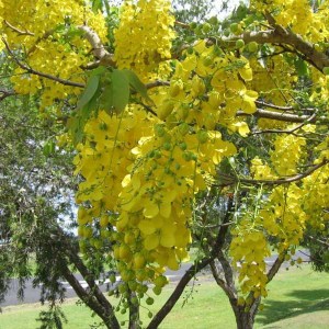 štedrec previsnutý vossii tvar guľa, laburnum watereri vossii, štedrec tvar guľa, štedrec previsnutý tvar guľa, laburnum, štedrec na kmienku