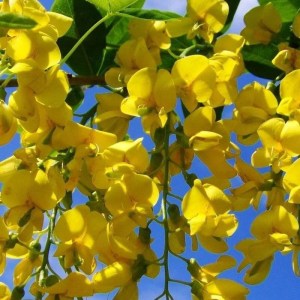 štedrec Yellow Rocket, Laburnum anagyroides Yellow Rocket, štedrec strom, žlté previsnuté kvety, okrasný strom do záhrady, kvitnúce stromy, okrasné dreviny