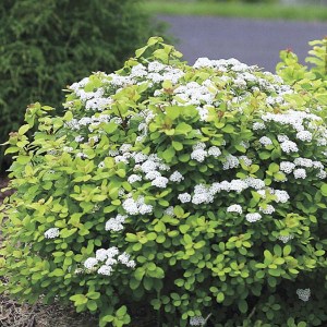 tavoľník brezolistý, spiraea betulifolia, tavolnik brezolisty, tavoľník, spiraea, betulifolia