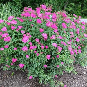 tavoľník japonský anthony waterer, spiraea bumalda anthony waterer, tavoľník, tavolnik, tavoľník japonský, tavoľník anthony waterer, tavolnik anthony waterer