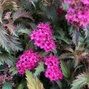 tavoľník japonský crispa, spiraea japonica crispa, tavoľník crispa, tavolnik crispa