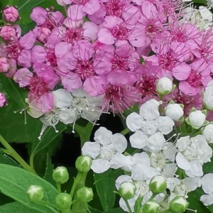 tavoľník japonský genpei, spiraea japonica genpei, tavoľnik japonský, tavoľník