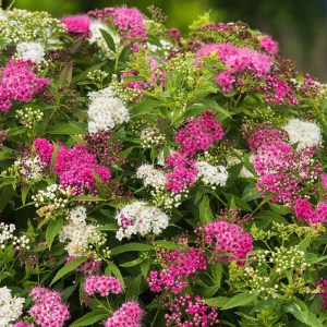 tavoľník japonský genpei, spiraea japonica genpei, tavoľnik japonský, tavoľník