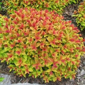 tavoľník japonský goldflame, spiraea japonica goldflame, tavoľník, tavolnik, tavoľník japonský, tavolnik japonsky, tavoľník goldflame, tavolnik goldflame