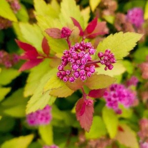 tavoľník japonský golden princess, spiraea japonica golden princess, tavoľník golden princess, tavolnik zlty