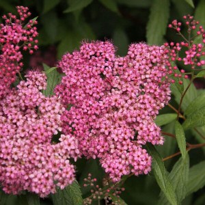 tavoľník japonský japanese dwarf, spiraea japonica japanese dwarf, tavoľník japonský, tavoľník japanese dwarf