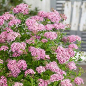 tavoľník japonský nana, spiraea japonica nana, tavoľník nana, tavoľník, tavolnik