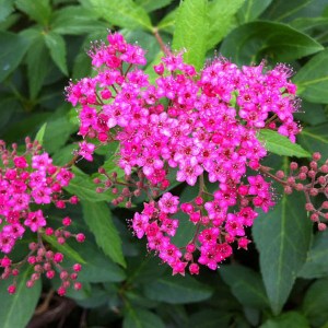 tavoľník japonský neon flash, spiraea bumalda neon flash, tavoľník neon flash, spiraea neon flash, ružový tavoľník