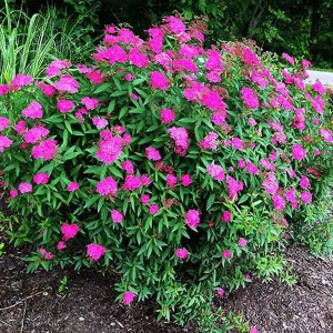 tavoľník japonský neon flash, spiraea bumalda neon flash, tavoľník neon flash, spiraea neon flash, ružový tavoľník