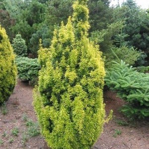 tis červený david., taxus baccata david, tis červený, tis david, tis, taxus