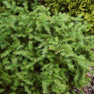 tis červený repandens, taxus baccata repandens, tis červený, tis repandens, tis červený