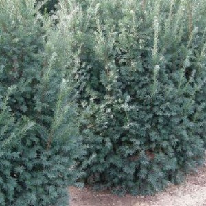 tis červený schwarzgün, taxus baccata schwarzgün, tis červený, taxus schwarzgün, tis, tisy, tis na živý plot