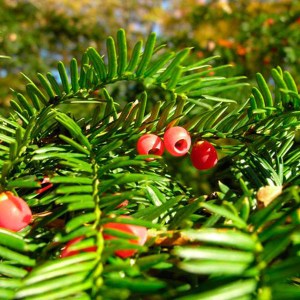 tis obyčajný, tis obycajny, tis, taxus, taxus baccata, tis obyčajný 100-120cm, tisy obyčajné, plot z tisov