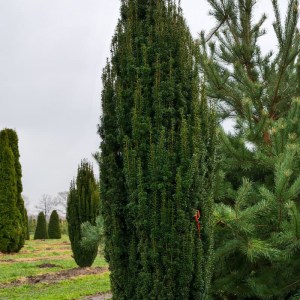 tis,taxus baccata,ihličnany,živé ploty,stálozelené rastliny,tvarovanie