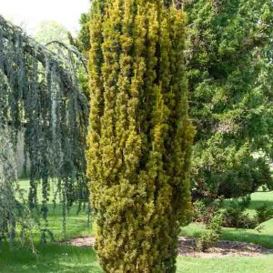 tis obyčajný fastigiata Aurea 100-120cm, taxus baccata fastigiata aurea 100-120cm, tis obyčajný fastigiata Aurea, taxus baccata fastigiata aurea, tis, taxus, žltý tis, zlatý tis