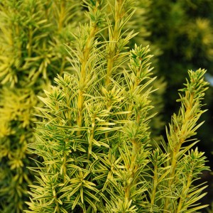 tis obyčajný fastigiata Aurea 200-220cm, taxus baccata fastigiata aurea 200-220cm, tis obyčajný fastigiata Aurea, taxus baccata fastigiata aurea, tis, taxus, žltý tis, zlatý tis