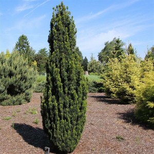 tis červený fastigiata Robusta, taxus baccata fastigiata robusta, tis červený, tis cerveny, taxus robusta, tis, tis obyčajný fastigiata robusta 100-120cm, taxus baccata fastigiata robusta